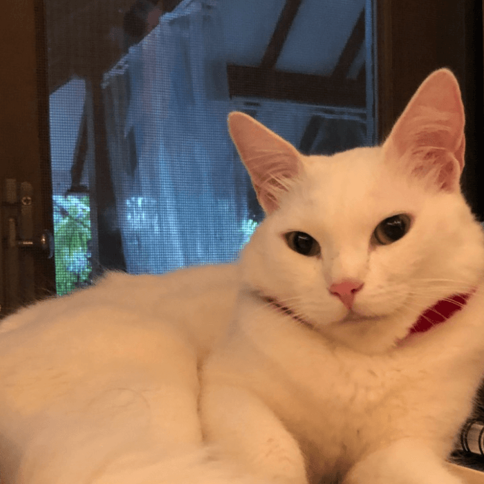 Coco